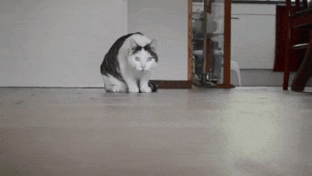 不思議な動きの猫