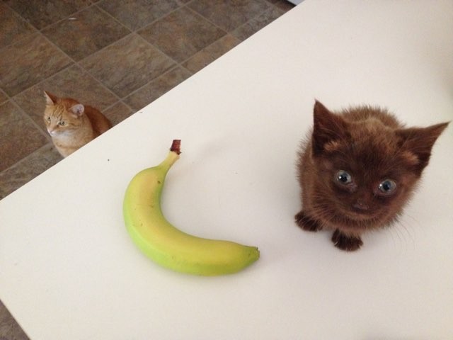 バナナと子猫と先住猫