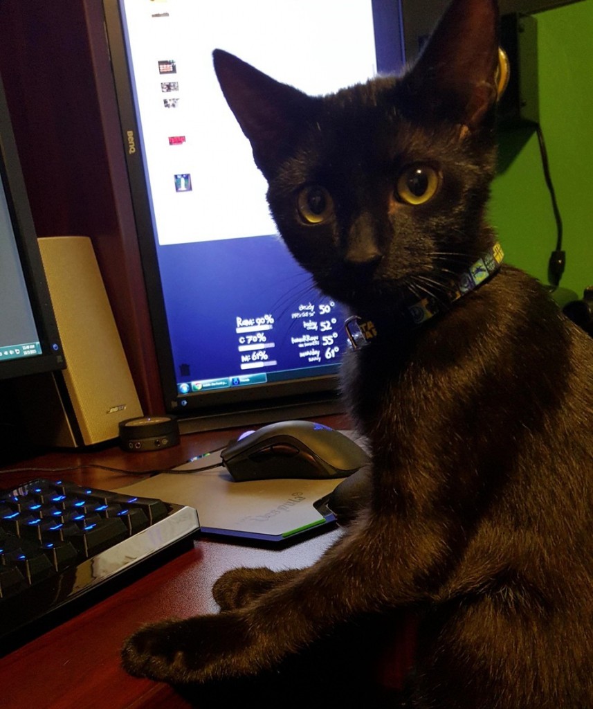 パソコンの前の子猫
