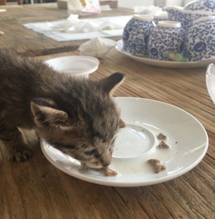 ご飯を食べる子猫