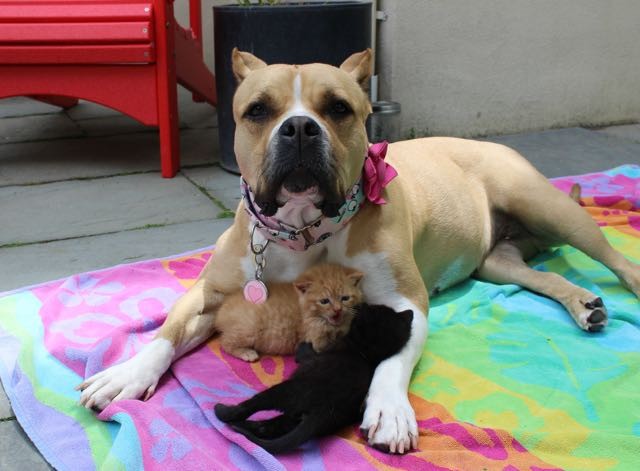 犬と子猫