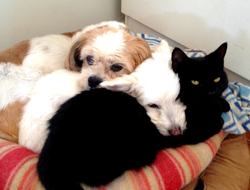 お昼寝する猫と犬