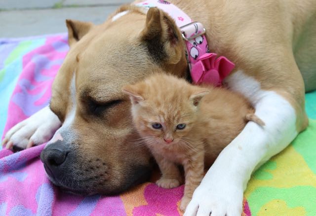 犬に収まる子猫