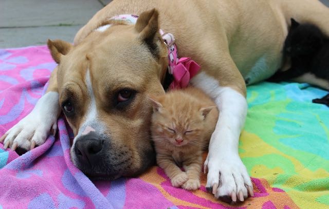 犬に守られる子猫