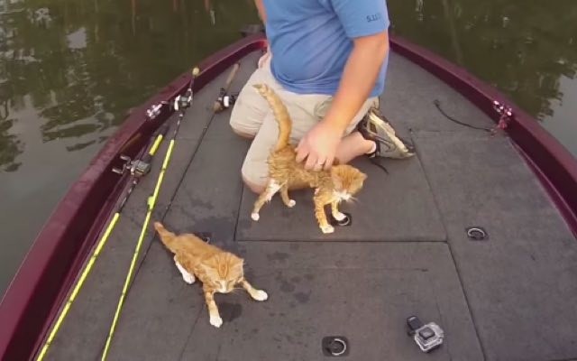 ボートに引き上げられた子猫