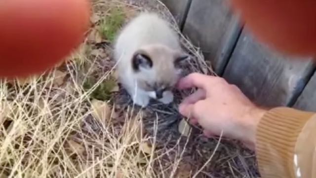 草むらで保護した子猫