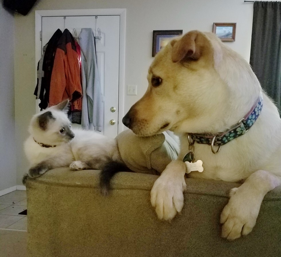 同居犬を見つめる子猫