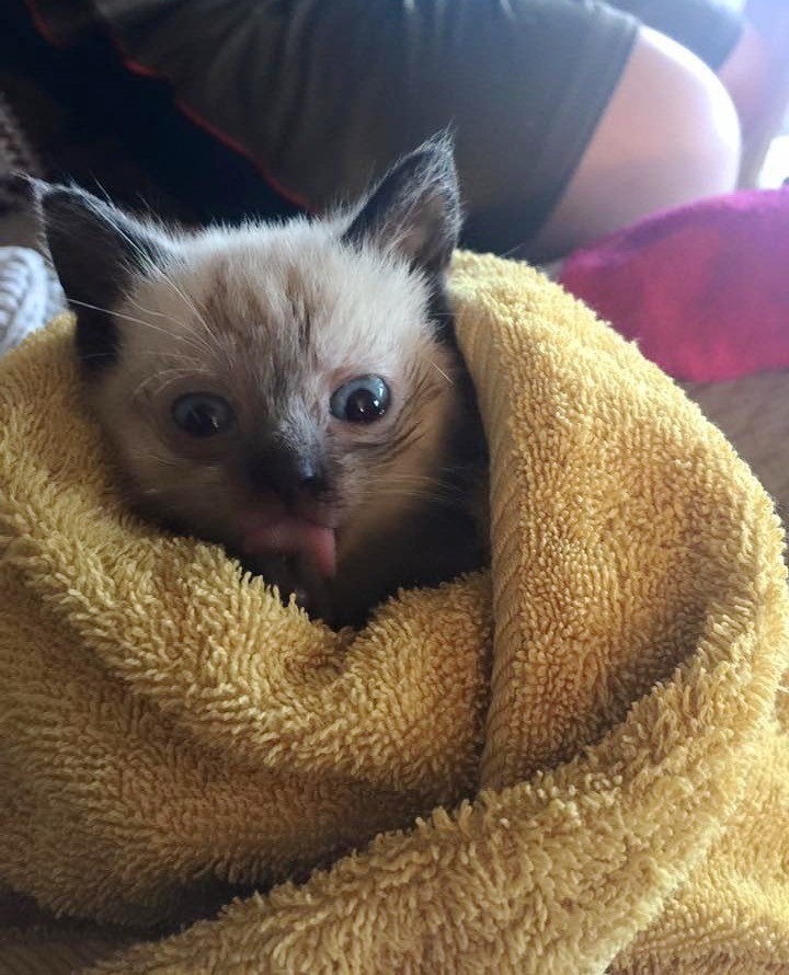 タオルに包まれる子猫