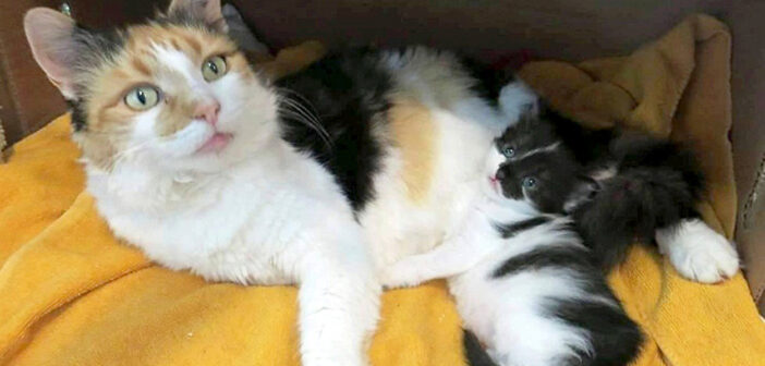 保護された猫の親子