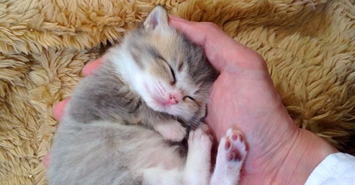 手の平で眠る子猫ちゃん