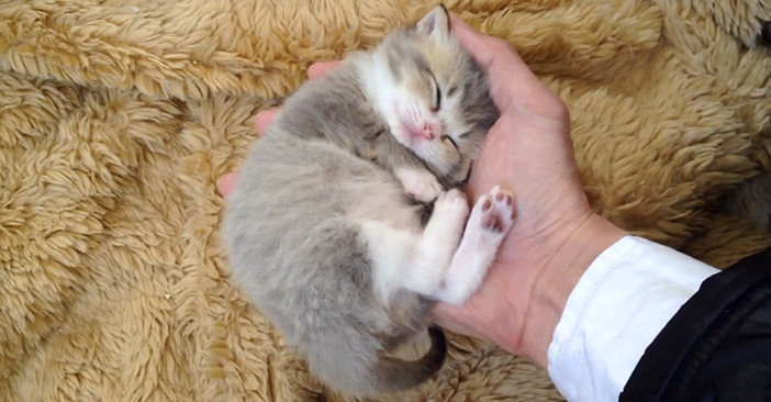 手の平で寝始めた子猫ちゃん