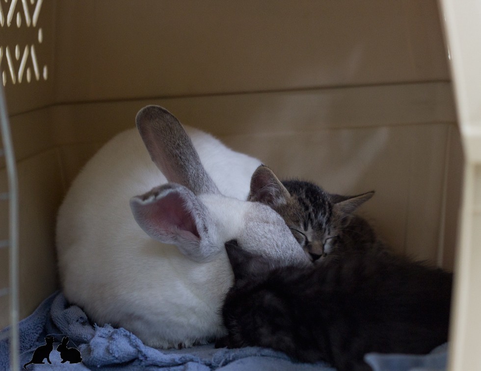 いっしょにお昼寝するウサギと子猫