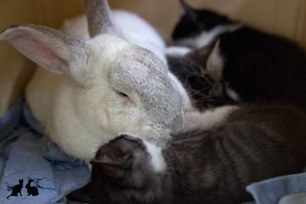 ウサギと子猫の幸せの時間