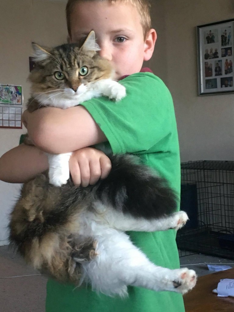 男の子に抱っこされる子猫