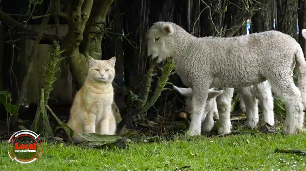 仲良しな猫と羊