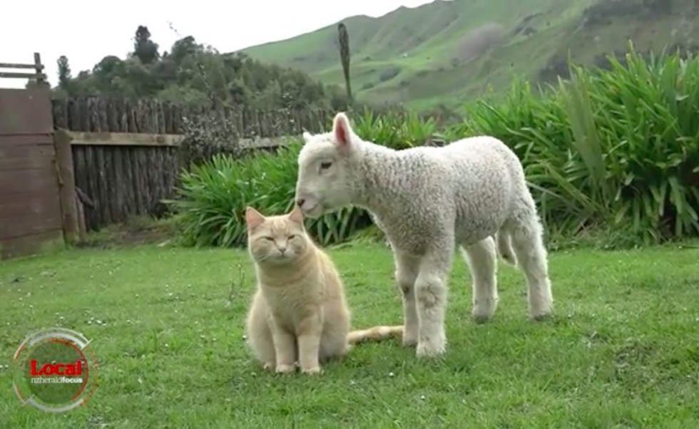 いっしょの猫と羊