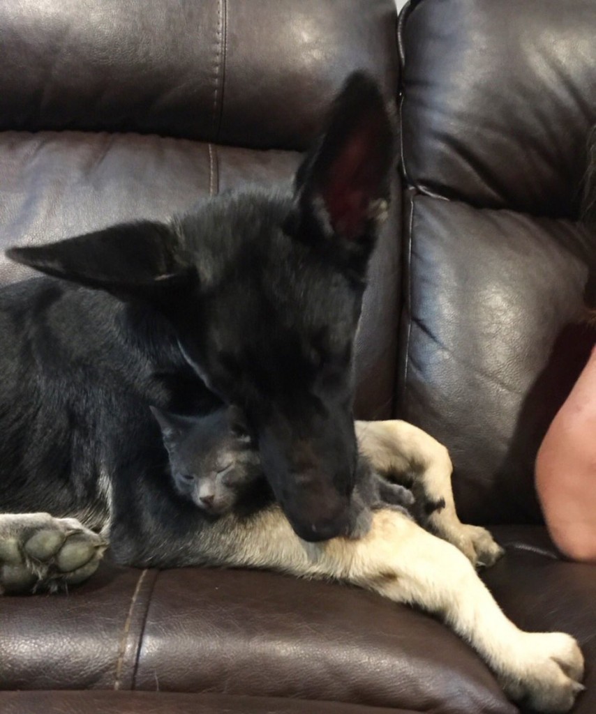 犬と子猫