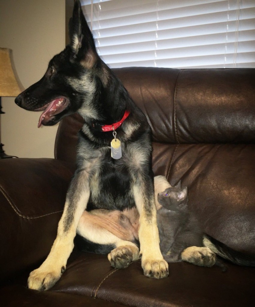 仲良しな犬と子猫