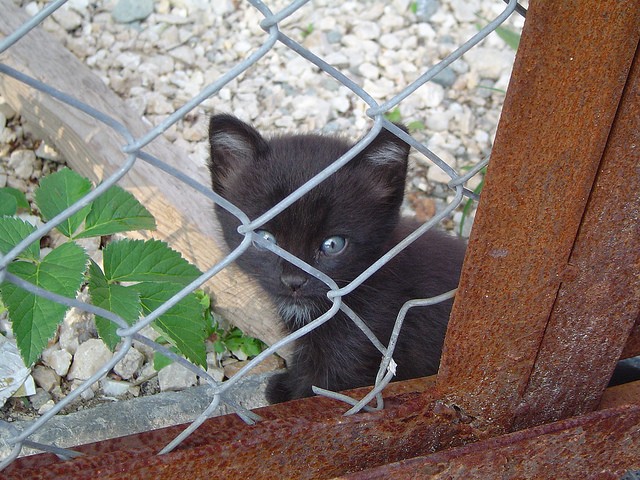 覗く子猫