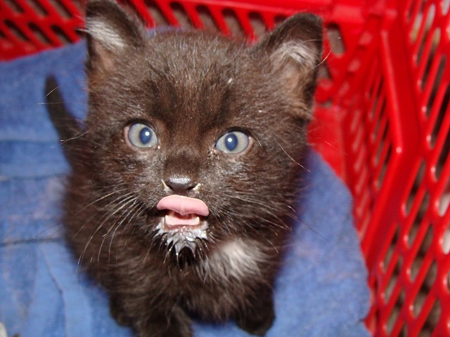 こちらを見る子猫