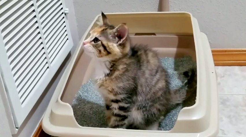 トイレ初心者の子猫ちゃん