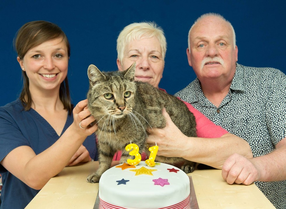 家族にお祝いされる31歳の老猫