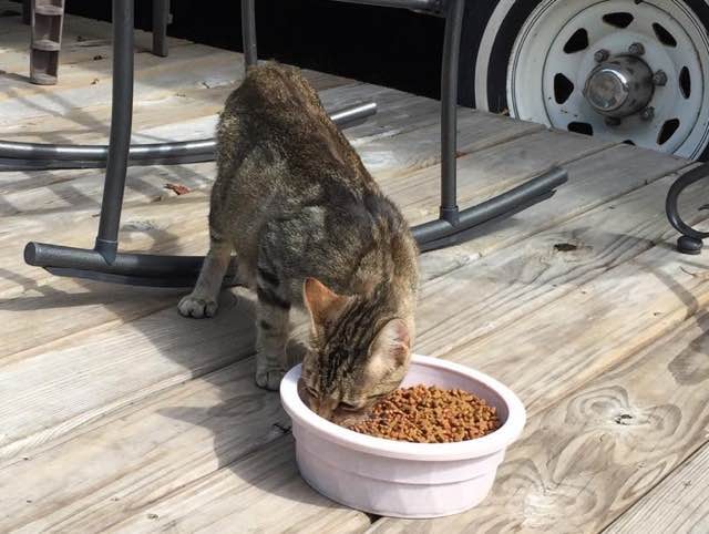 ご飯を食べにきた猫