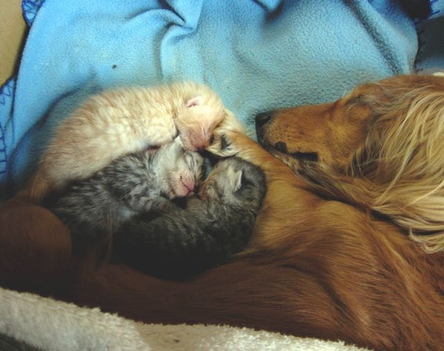 犬と子猫