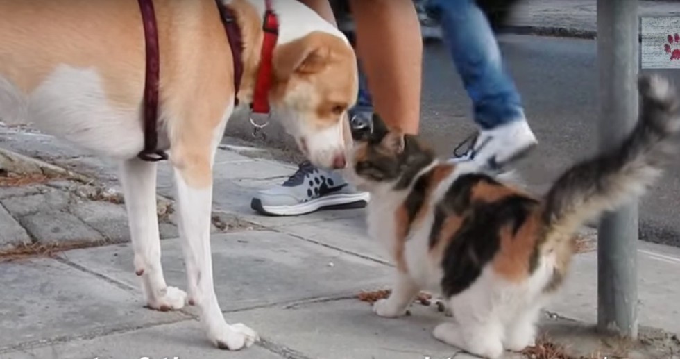 挨拶する犬と猫