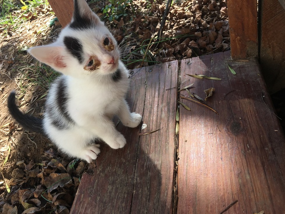 ポーチにやって来た子猫