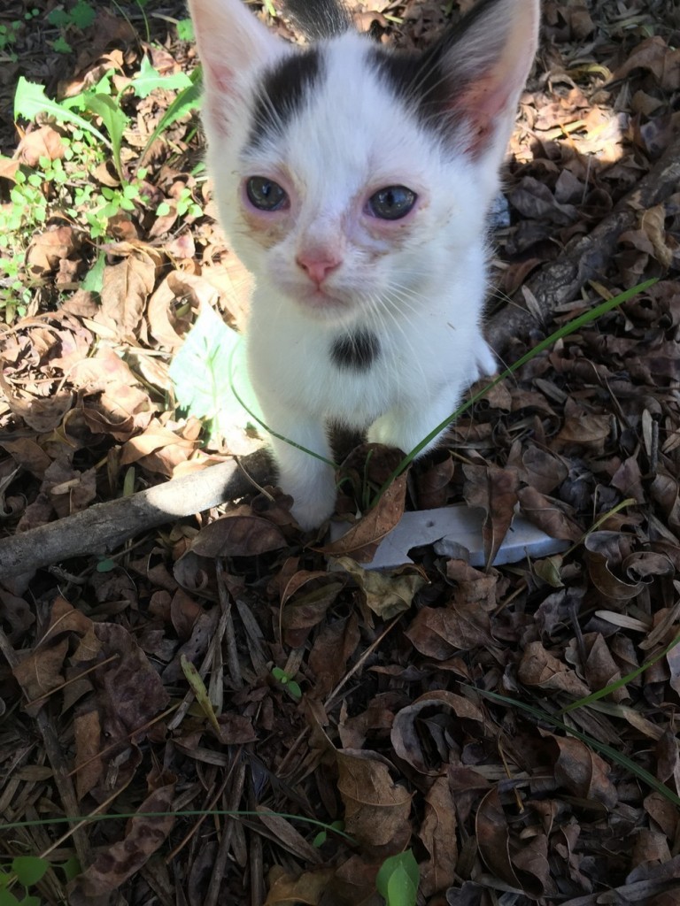 庭の子猫