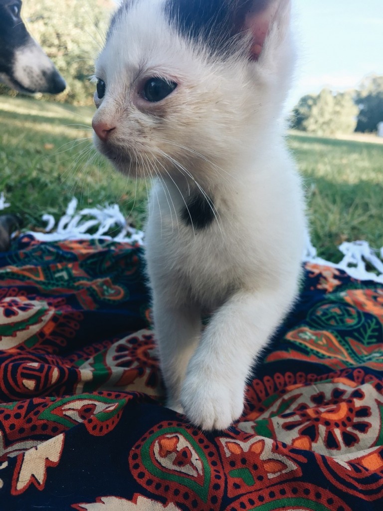 元気になってきた子猫