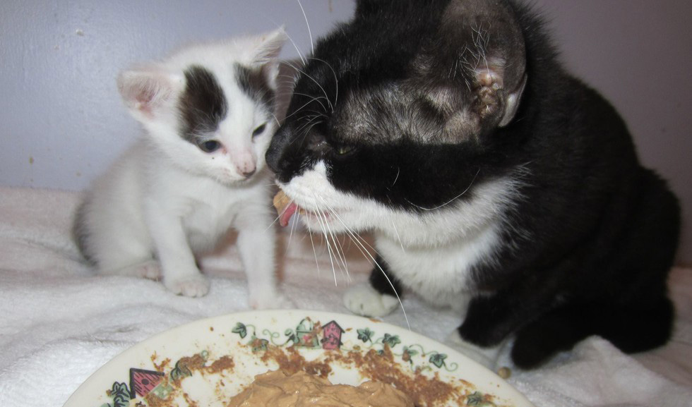 子猫に食べ方を教える母猫