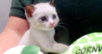 蘇った子猫