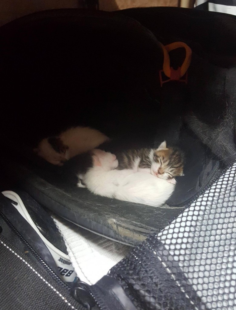 バッグの中の猫