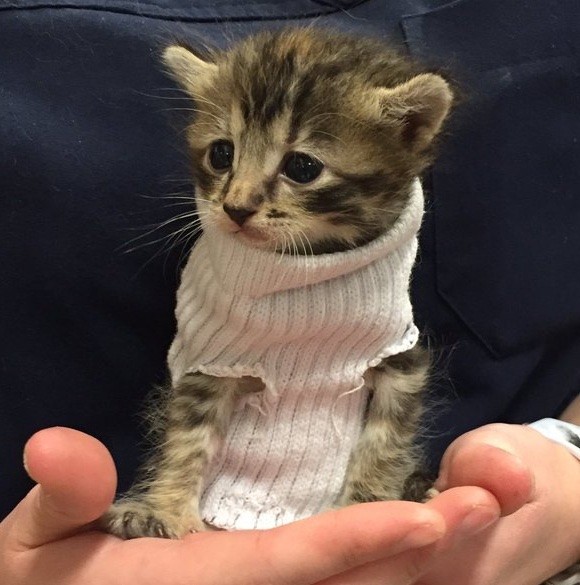 可愛いセーター子猫