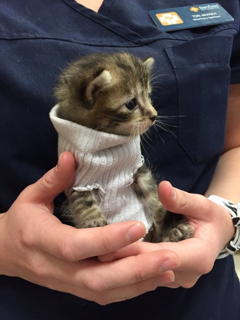可愛いセーター子猫