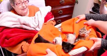 ホスピスの子猫達