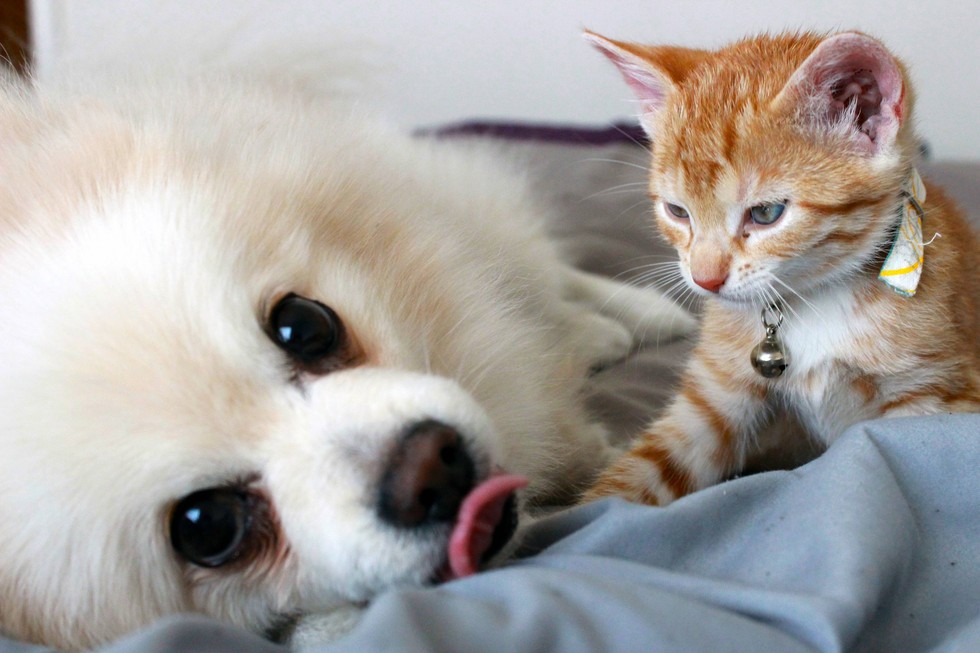 犬と遊ぶ子猫