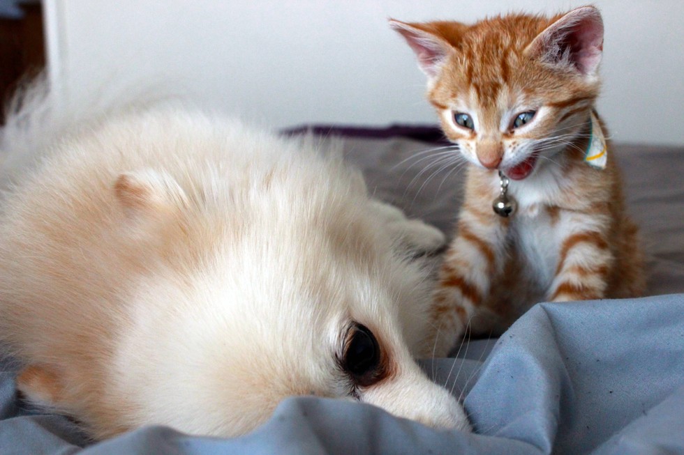 仲良しな犬と子猫