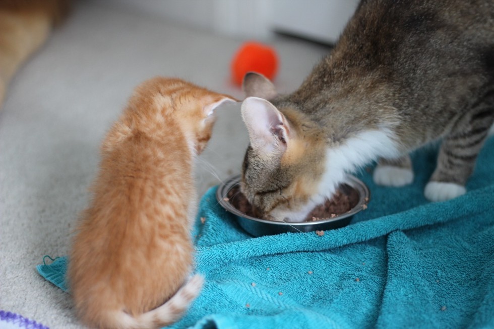 子猫にご飯の食べ方を教える母猫
