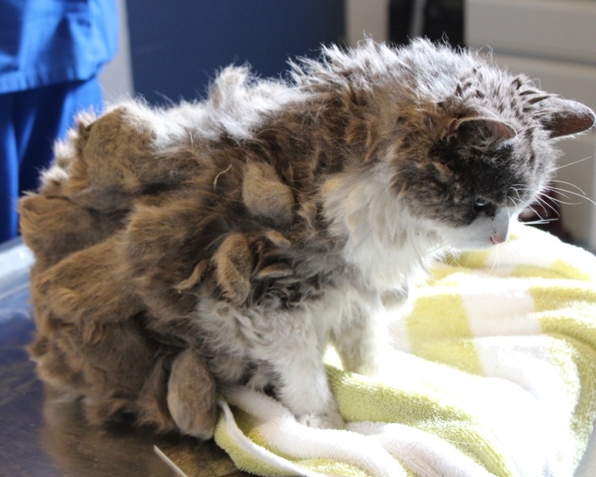 全身が汚れた毛玉で覆われた野良猫 保護され生まれ変わった姿に心が温まる 7枚 エウレカ