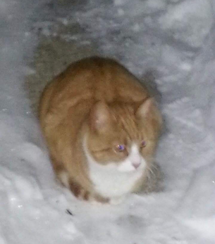 雪の中の猫