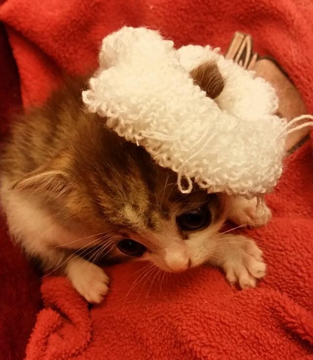 帽子子猫