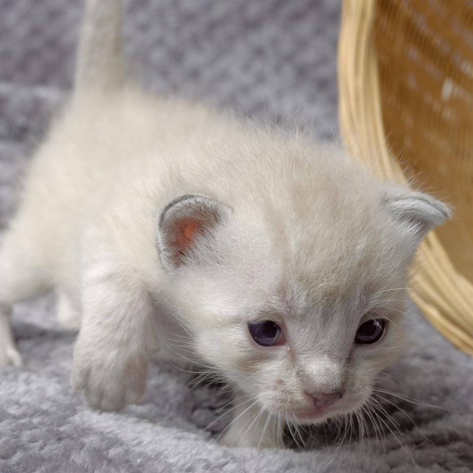 歩けるようになった子猫