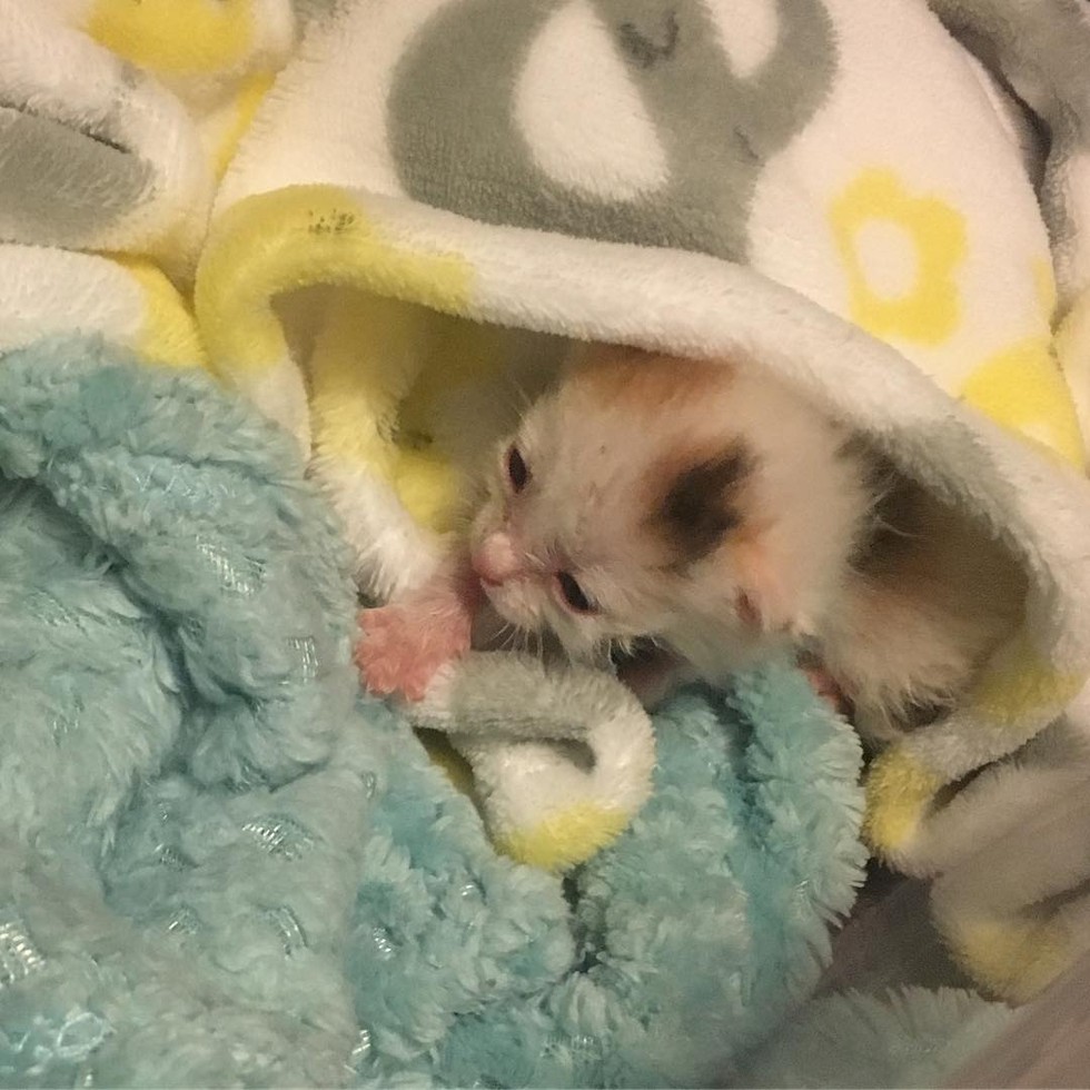 毛布で暖まる子猫