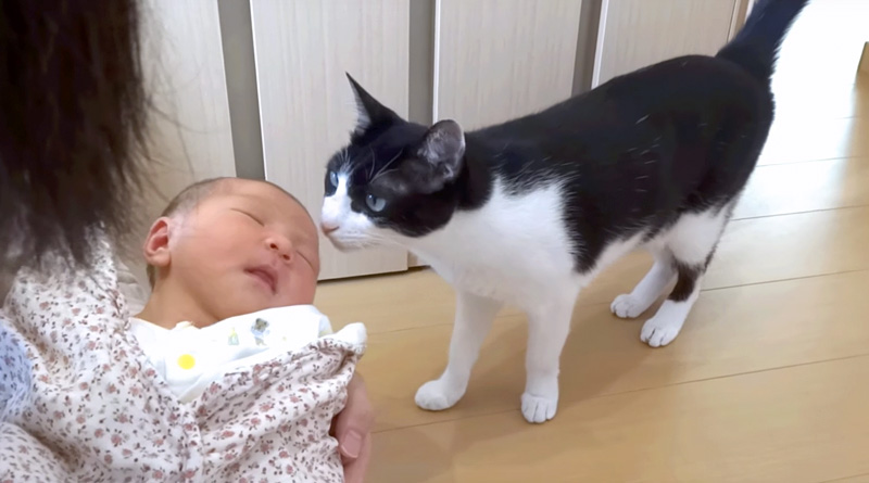 2人目の赤ちゃんと猫