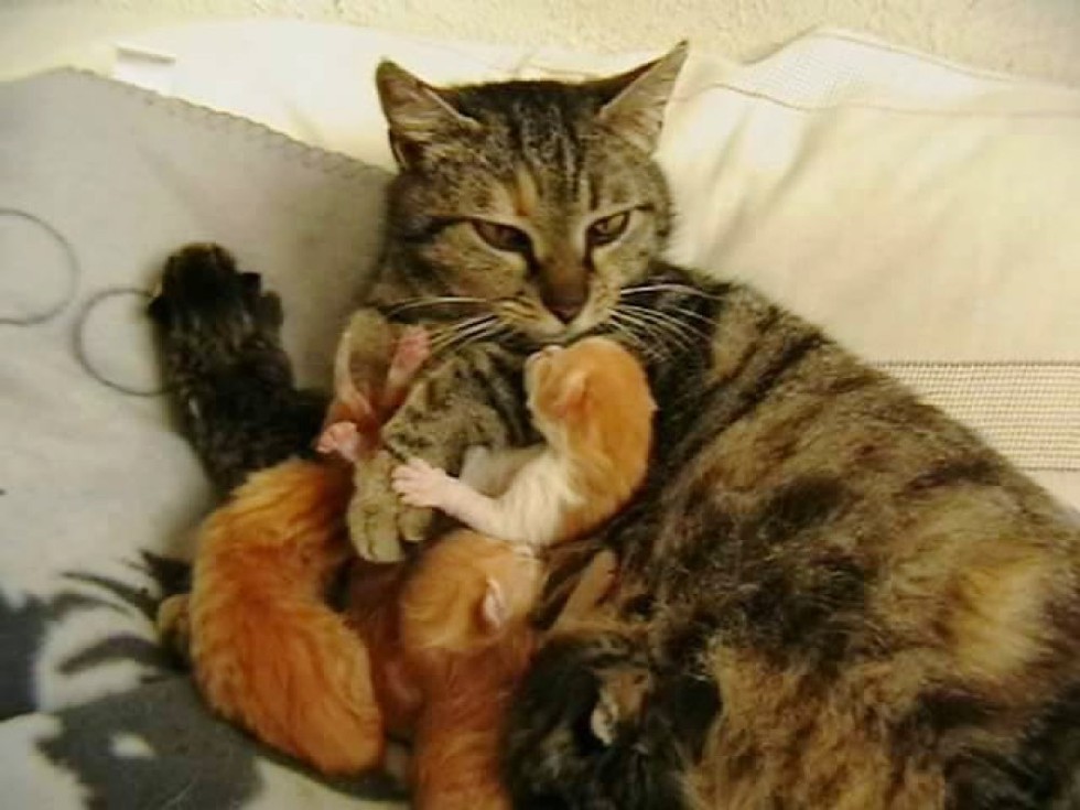母猫と子猫達