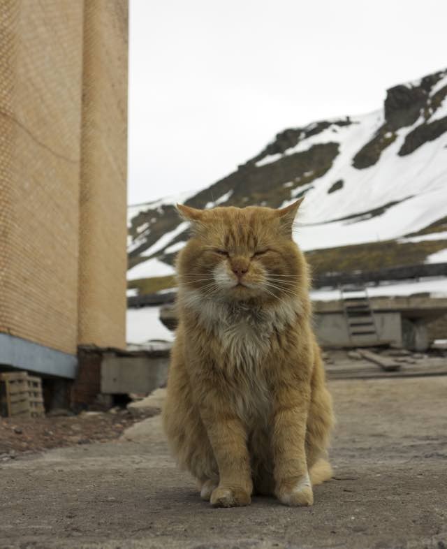 北極の猫