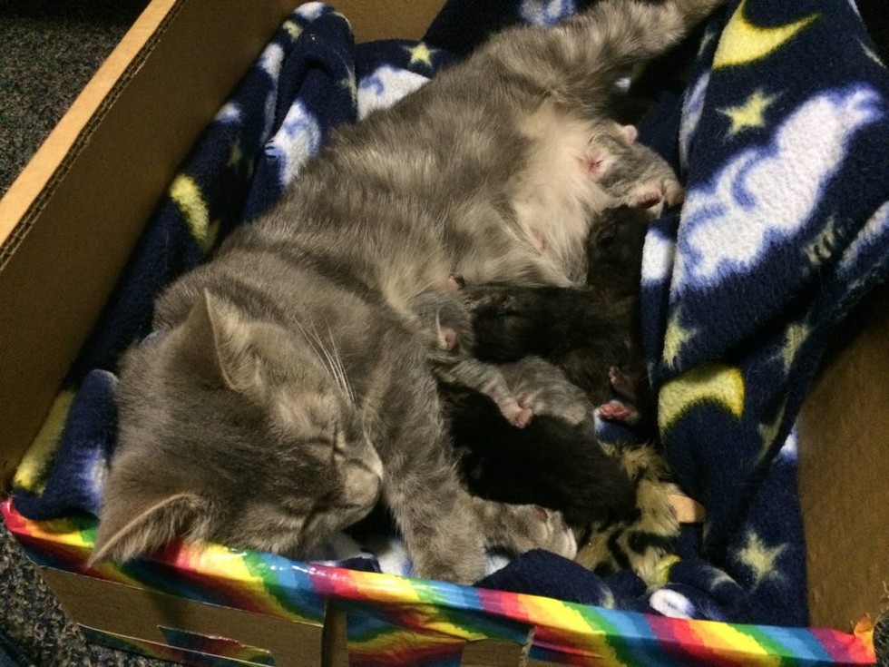 授乳する母猫